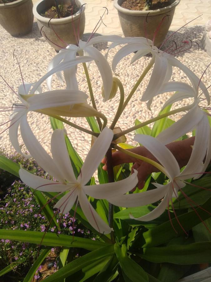 Flor de Mandacaru Pousada Boqueirao  Exterior foto